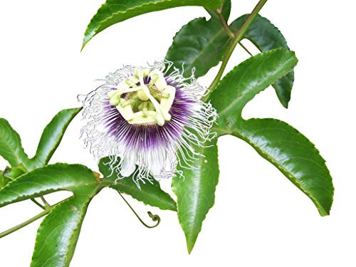 Echte Passionsblume -Passiflora edulis- 1000 Samen