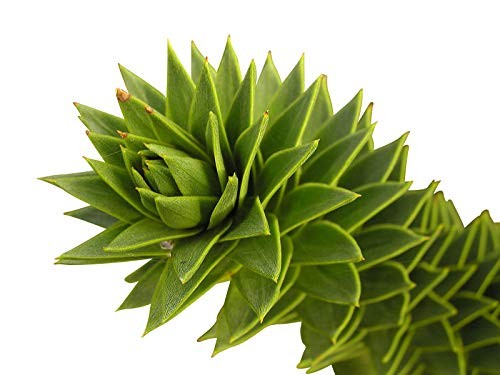 Affenschwanz Tanne -Araucaria araucana- 2 Samen