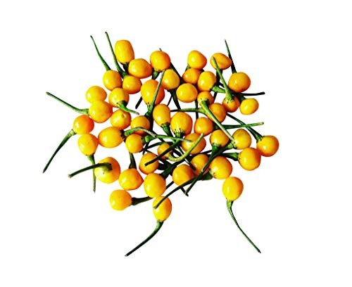 Aji Charapita 10 Samen