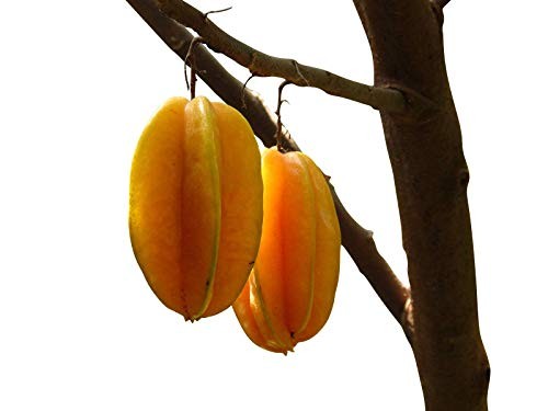 Sternfrucht Karambole -averrhoa carambola- 2 Samen 