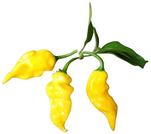 Habanero Hot Lemon 10 Samen