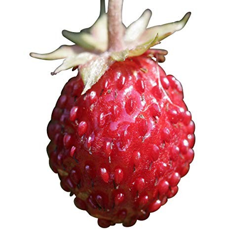 Wald Erdbeere -Fragaria vesca- 20 Samen | Saatgut aus der ganzen Welt