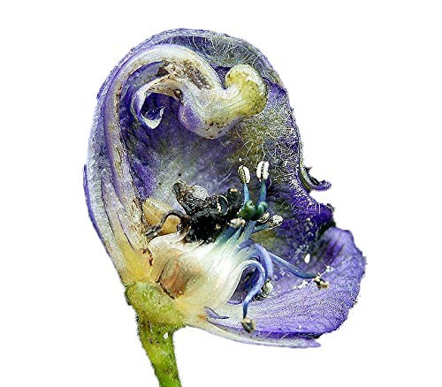 Echter Blauer Eisenhut -Aconitum napellus- 50 Samen