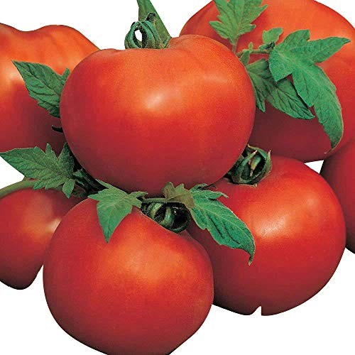 Tomate -AILSA CRAIG- 10 Samen