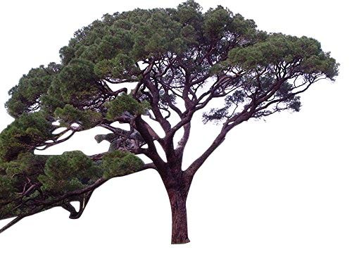 Mittelmeer Pinie -Pinus pinea- 5 Samen