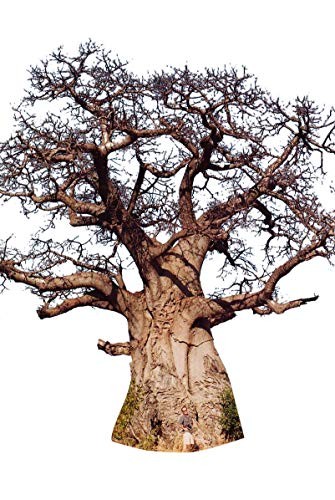 Afrikanische Affenbrotbaum -Adansonia digitata- 10 Samen