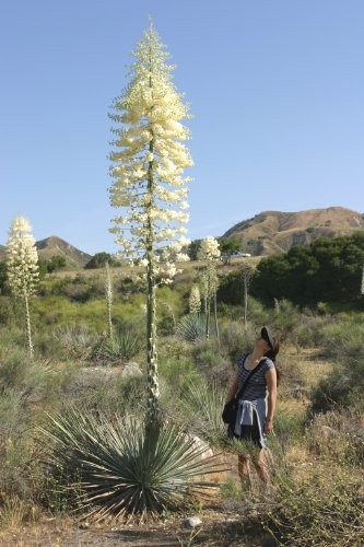 Frostfeste Yucca -Hesperoyucca whipplei- syn. Yucca whipplei- 10 Samen