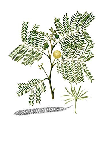 Weißkopf Mimose -Leucaena leucocephala- 50 Samen