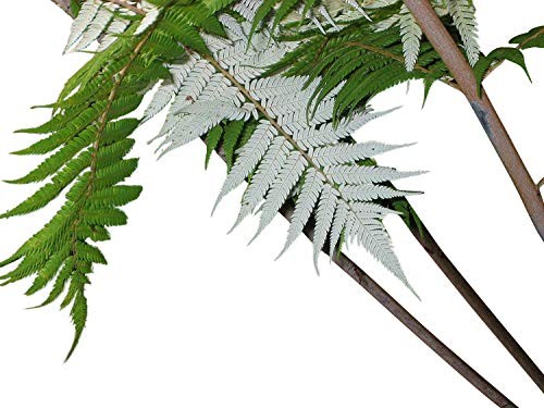 Silber-Baumfarn -Cyathea dealbata- 25 Samen/Sporen