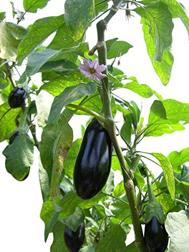 Aubergine -Solanum melongena- 10 Samen
