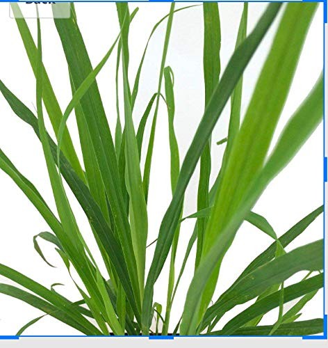 Zitronengras -Cymbopogon citratus- 10.000 Samen