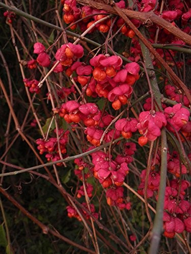 Pfaffenhütchen / Gemeiner Spindelbaum 25 Samen - Euonymus europaeus -
