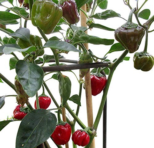 Black Scorpion Tongue 10 Samen