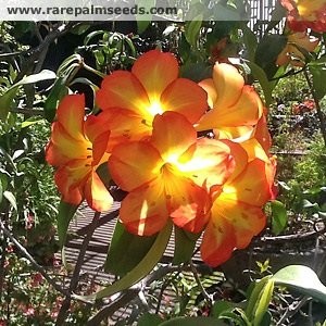 Rhododendron -Orange x Salmon Hybrid- Vireya ca 25 Samen
