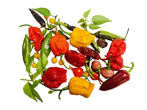 SUPER *GESCHENK* Riesiges Samenset - 50 verschiedene seltene Saatgut /Pflanzen-Sorten | Saatgut aus der ganzen Welt