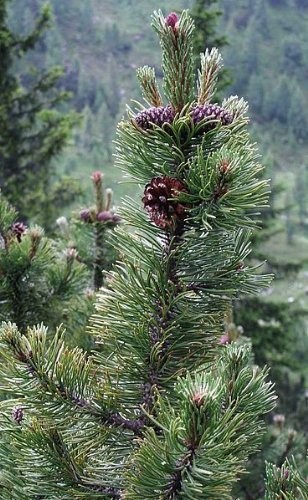 Bergkiefer -Pinus mugo- 10 Samen