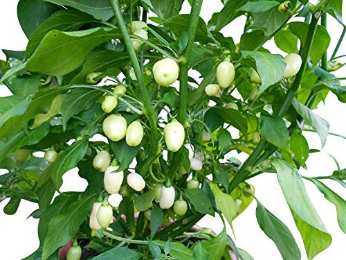 Habanero Weiß -Mini- 10 Samen