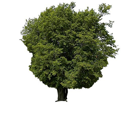 Hainbuche -carpinus betulus- 1000 Samen