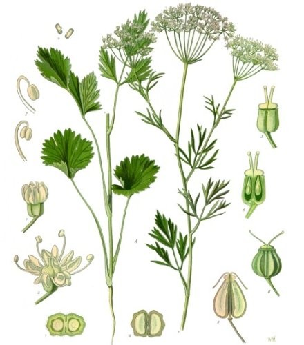 Anis -Pimpinella anisum- 50 Samen