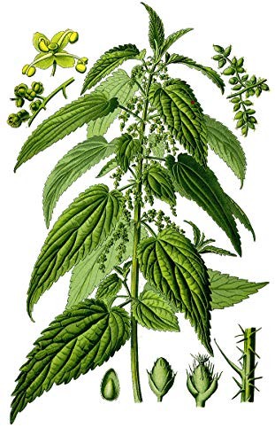 Echte Brennnessel -Urtica dioica- 1000 Samen