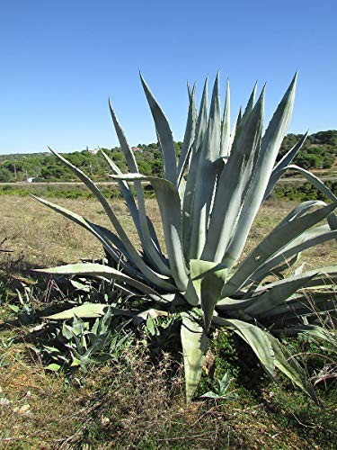  Agave -agave americana - 10 Samen-Winterhart 