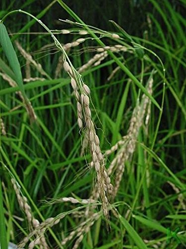 Echter Reis -Oryza sativa ssp. japonica- 100 Samen