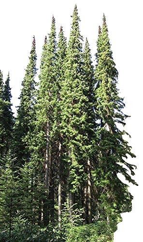 Serbische Fichte -Picea omorika- 25 Samen