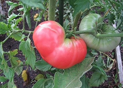 Riesen Tomate -Ponderosa Pink- 10 Samen