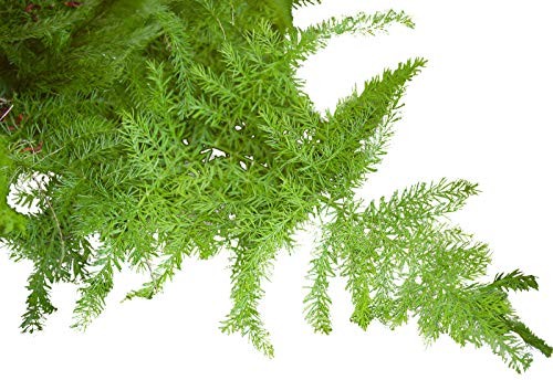 Zierspargel/Feder-Spargel -Asparagus setaceus- 10 Samen | Saatgut aus der  ganzen Welt