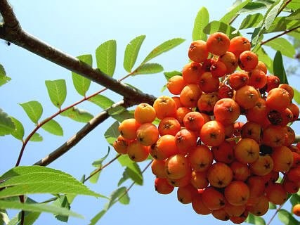 Eberesche -Sorbus aucuparia- 1000 Samen