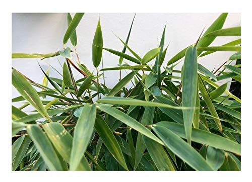 Bambus -Fargesia fungosa- 15 Samen