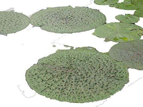 Riesen Stachelseerose -Euryale ferox- 4 frische Samen