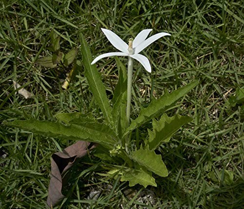 Stern von Bethlehem -Hippobroma longiflora- 20 Samen