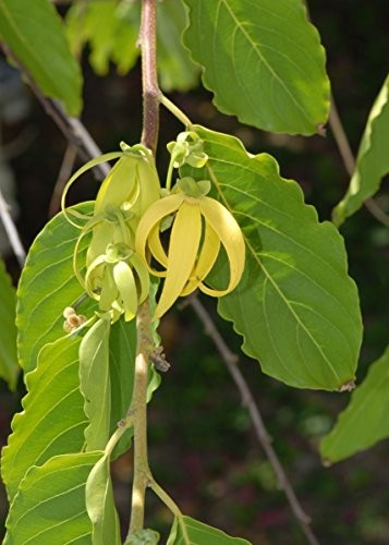 Ylang-ylang Parfüm Baum -Cananga odorata- 10 Samen