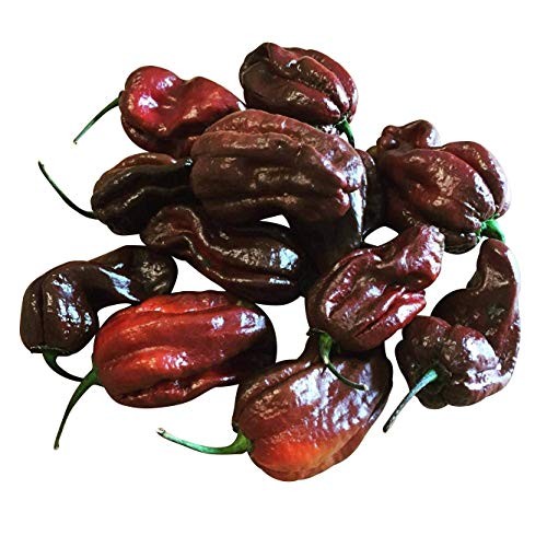 Chili Habanero Chocolate 10 Samen