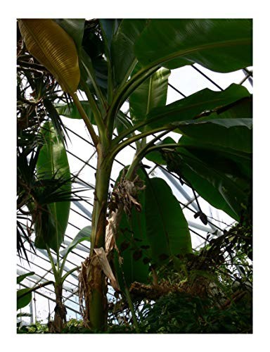 Himalaya Banane -musa sikkimensis- 10 Samen