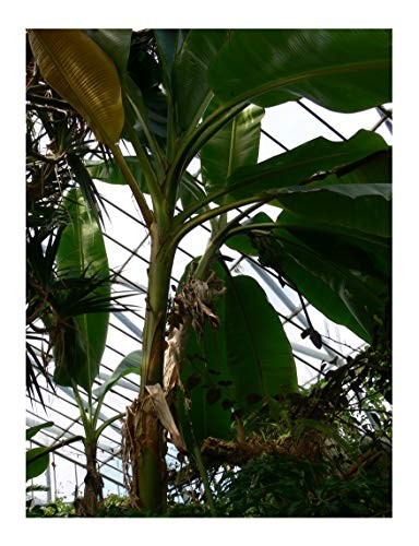 Musa sikkimensis Samen kaufen / Samenchilishop | Saatgut aus der ganzen Welt