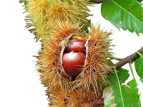 Esskastanie , Edelkastanie -Castanea sativa- 8 Samen