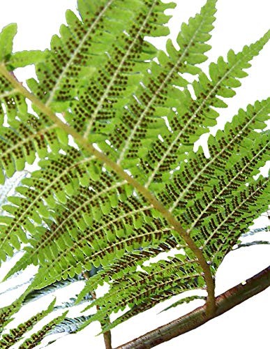 Australischer Baumfarn dicksonia Antarctica spore online bestellen /  Samenchilishop | Saatgut aus der ganzen Welt