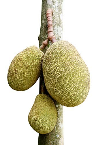 Jackfruchtbaum -Artocarpus heterophyllus- 2 frische Samen - Tropisch -  Bume-Saatgut | Saatgut aus der ganzen Welt