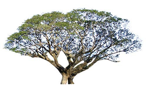Regenbaum -Samanea saman- 10 Samen