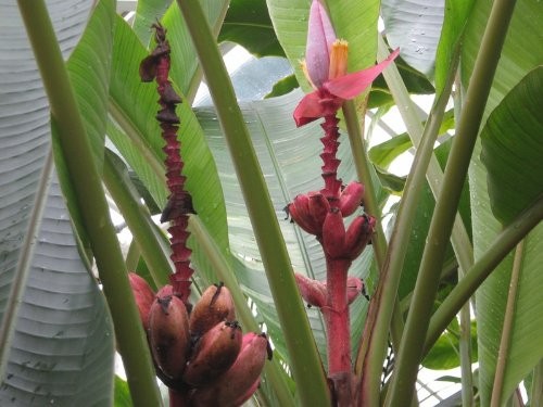 Pinke Zwergbanane -musa velutina- 100 Samen