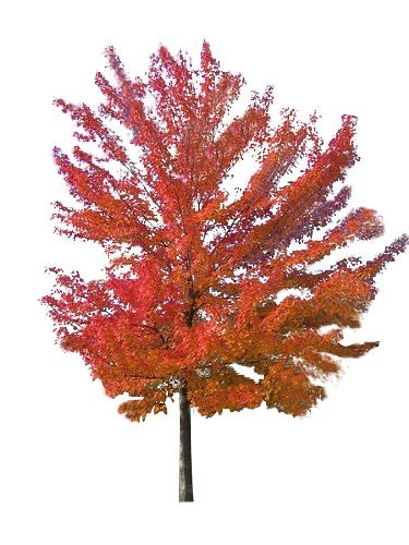 Kanadischer Rot Ahorn -acer rubrum- 1000 Samen