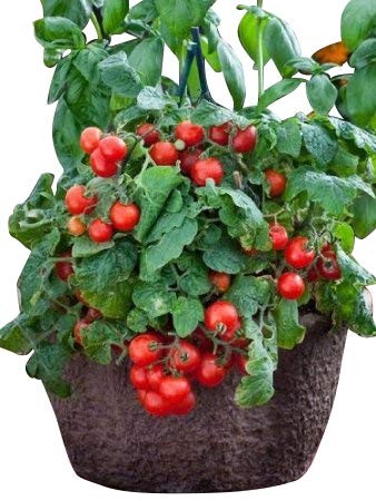Busch-Tomate -Red Robin- 10 Samen