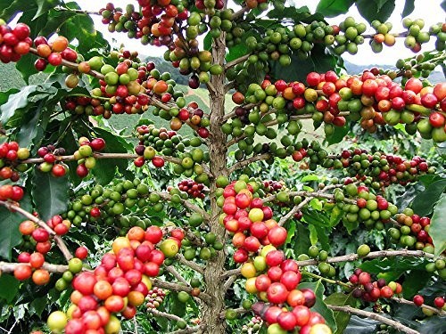 Arabischer Kaffee- -Coffea arabica- 500 Samen