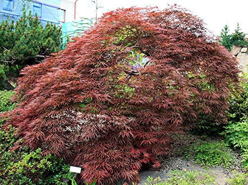Blutfächer-Ahorn -Acer palmatum-atropurpureum- 5000 Samen