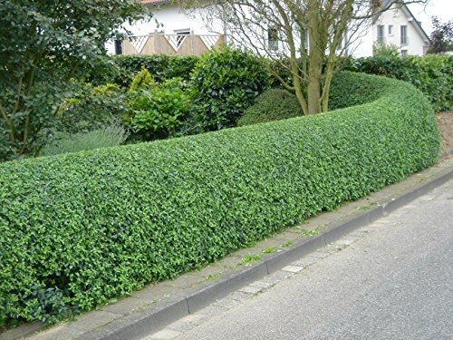 Liguster Samen online bestellen / Ligustrum Vulgare - Samenchilishop |  Saatgut aus der ganzen Welt