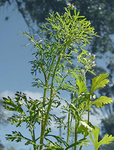 Echter Koriander -coriandrum sativum- 100 Samen