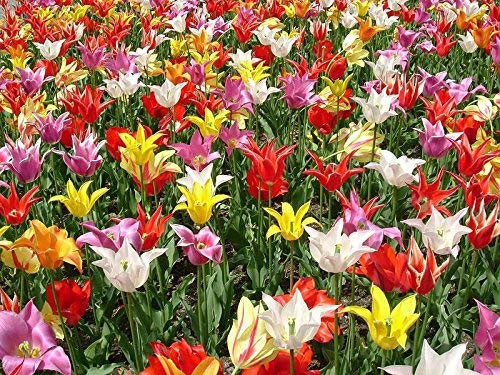Tulip 50 tubers