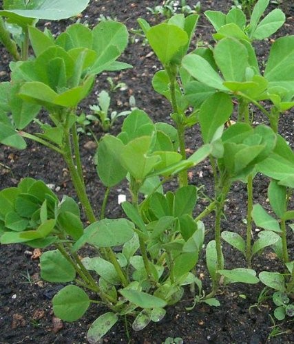 Bockshornklee "Trigonella foenum-graecum" 100 Samen